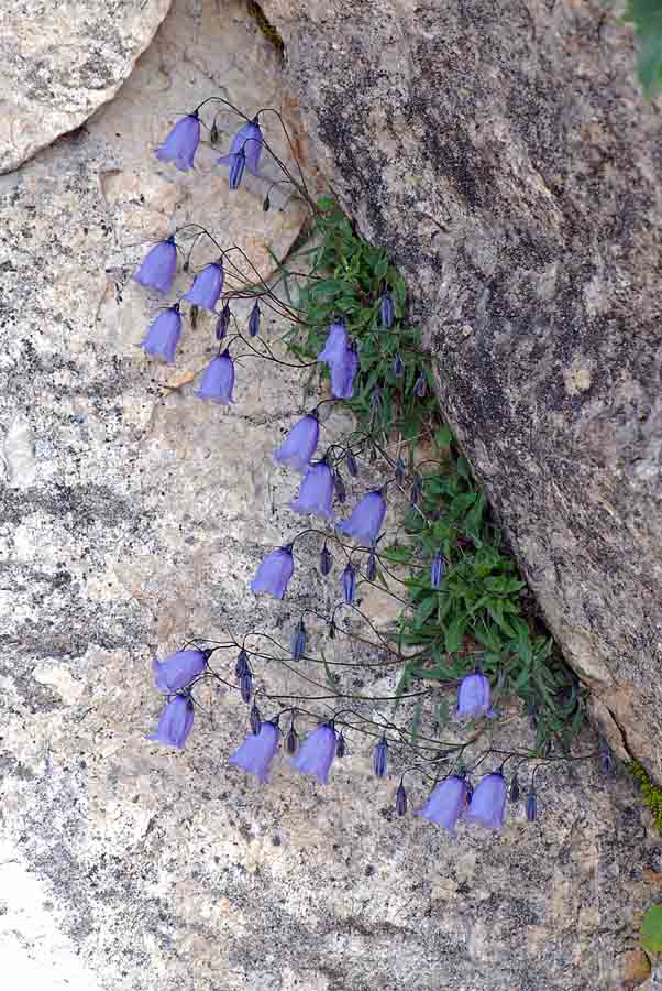 Campanula cochleariifolia / Campanula dei ghiaioni